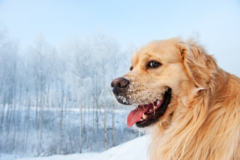 Portrait White Long Haired Labrador Retriever Stock Photos - Free & Royalty-Free Stock Photos from Dreamstime Portrait White Long Haired Labrador Retriever Stock Photos - Free & Royalty-Free Stock Photos from Dreamstime