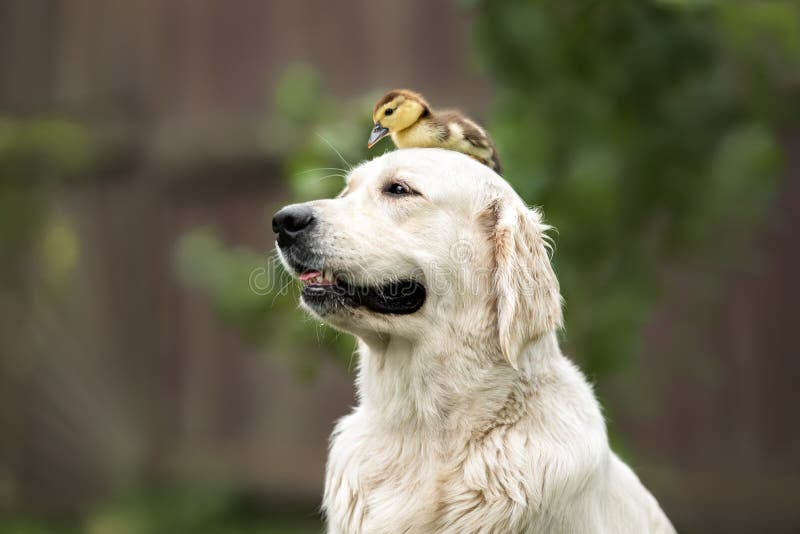 Funny Golden Retriever Dog Holding Duckling on Her Head Stock Photo - Image  of care, adult: 209758706