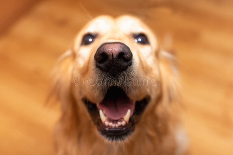 Funny Golden retriever dog mouth open sitting on the floor at home and looking at the camera.Labrador portrait.Closeup