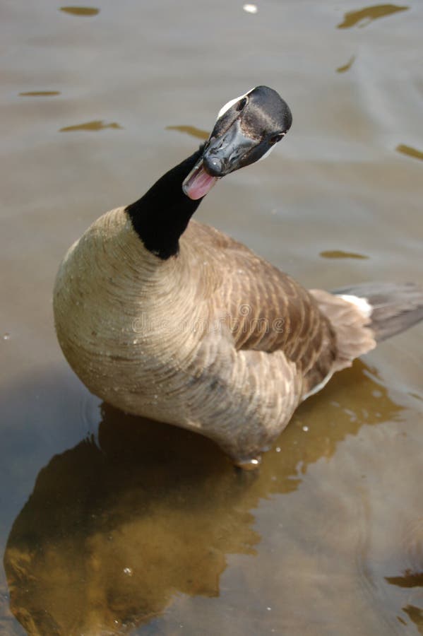a goose royalty free stock photo