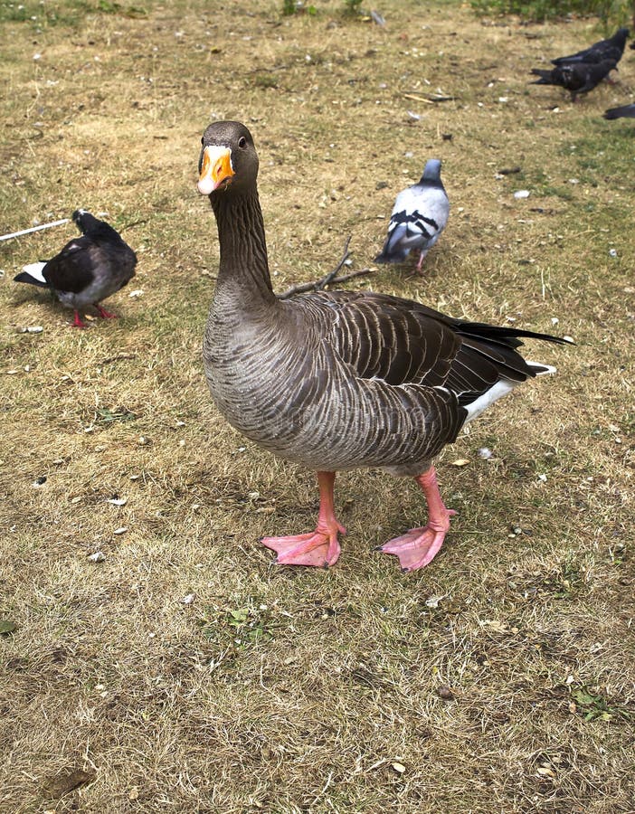Sly Goose Stock Photos Free & RoyaltyFree Stock Photos from Dreamstime
