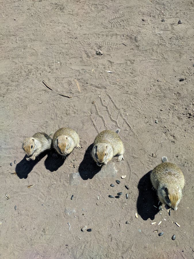 Funny gophers eat seeds on the ground. Vertical. Prielbrusye National Park, Kabardino-Balkaria, Caucasus, Russia.