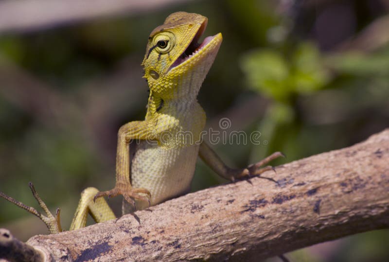 Funny green lizard stock photo. Image of environment - 162135894 Funny green lizard stock photo. Image of environment - 162135894