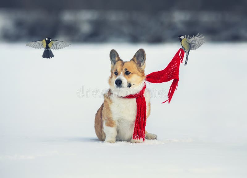 Funny greeting card with bird tits tie the red scarf of a cute corgi dog in a winter park in the snow stock photography