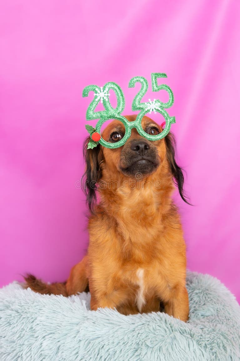 1,211 Happy New Year 2025 Animal Stock Photos Free & RoyaltyFree Stock Photos from Dreamstime