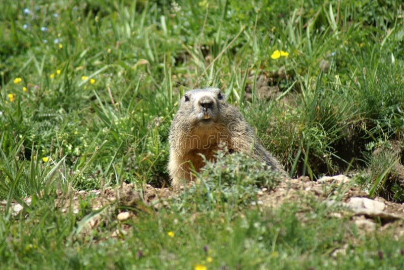 A funny groundhog popping up from a hole in the mountains