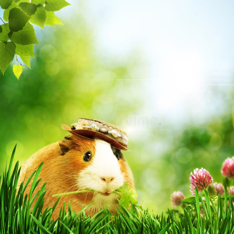 Funny guinea pig or cavia