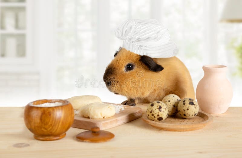 Funny Pig Chef Hat Stock Photos Free & RoyaltyFree Stock Photos from