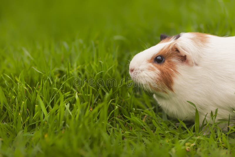 Funny Guinea Pig Eating Grass in the Garden Outdoors Stock Image