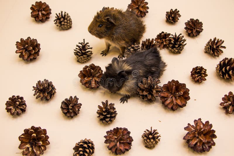 Funny Guinea Pig between a Pine Cone Stock Photo Image of learning