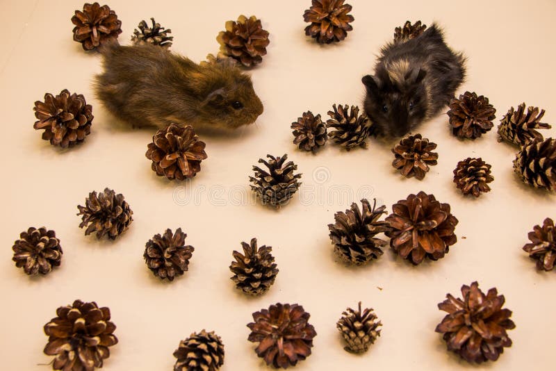 Funny Guinea Pig between a Pine Cone Stock Photo Image of hamster, black 154505722