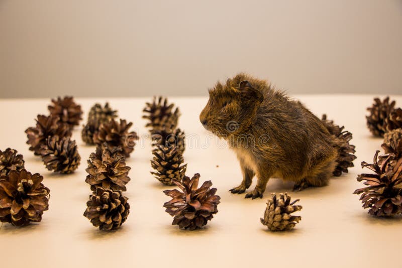 Funny Guinea Pig between a Pine Cone Stock Photo Image of gerbil, cavy 154506938