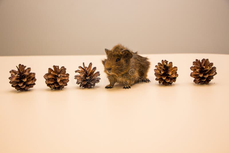 Funny Guinea Pig between a Pine Cone Stock Photo Image of education