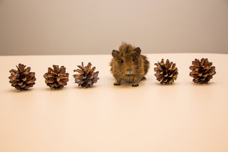 Funny Guinea Pig between a Pine Cone Stock Photo Image of cavy