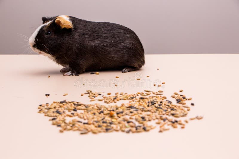 Feeding guinea pig. stock image. Image of barley, grain 127792045