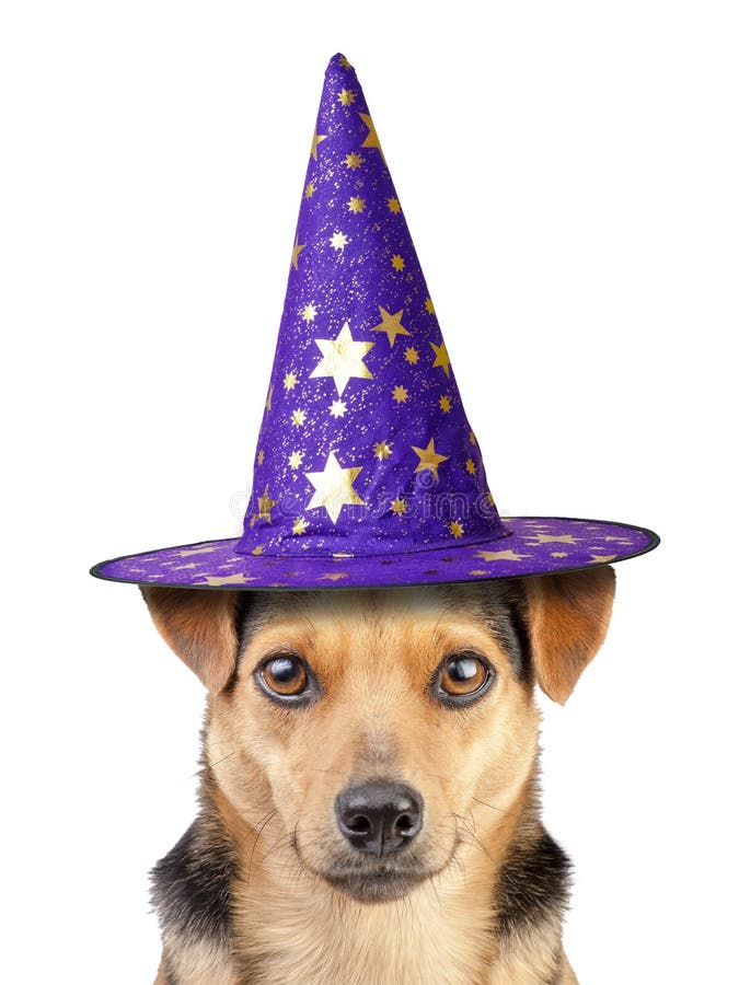 Funny Halloween Dog Witch or Wizard Hat Isolated on White Stock Image