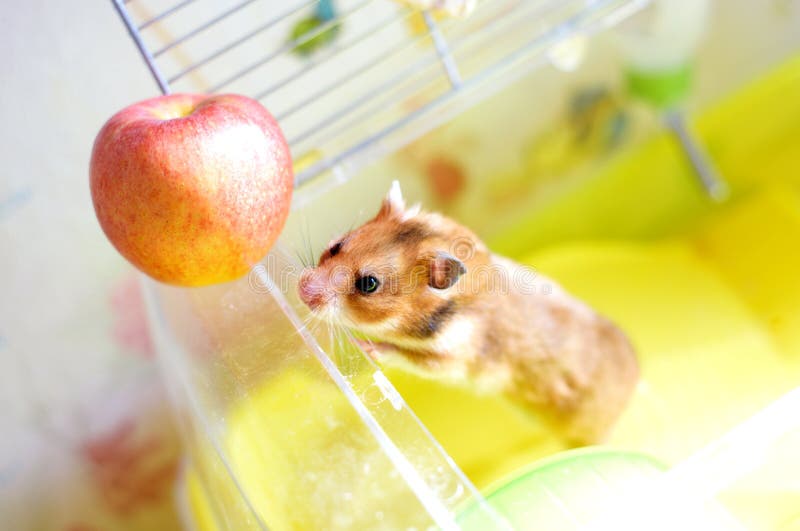 Funny Syrian Hamster Gets Out of Its Cage Stock Photo Image of hair