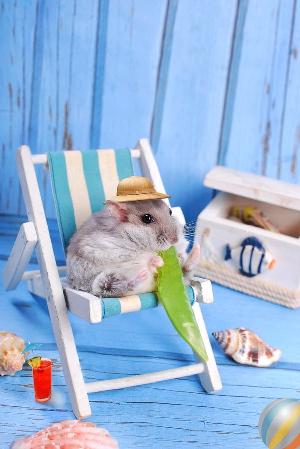 Funny hamster wearing hat relaxing on deck chair and eating a pod of green peas. Funny hamster wearing hat relaxing on deck chair and eating a pod of green peas