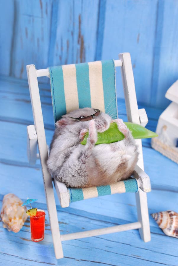 Funny hamster wearing sunglasses relaxing on deck chair and eating a pod of green peas. Funny hamster wearing sunglasses relaxing on deck chair and eating a pod of green peas
