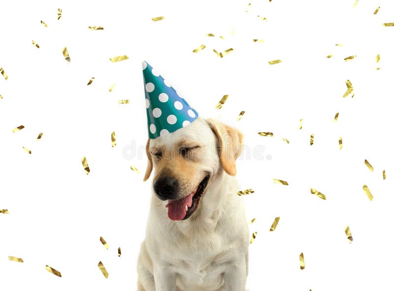 FUNNY AND HAPPY DOG CELEBRATING A BIRTHDAY OR NEW YEAR WITH A GR stock image FUNNY AND HAPPY DOG CELEBRATING A BIRTHDAY OR NEW YEAR WITH A GR stock image