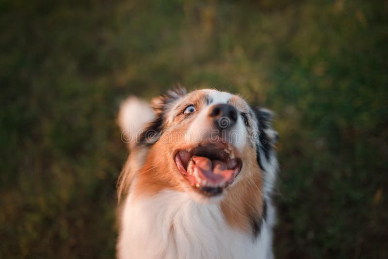 Funny and Happy Dog Muzzle, Australian Shepherd Stock Image Image of