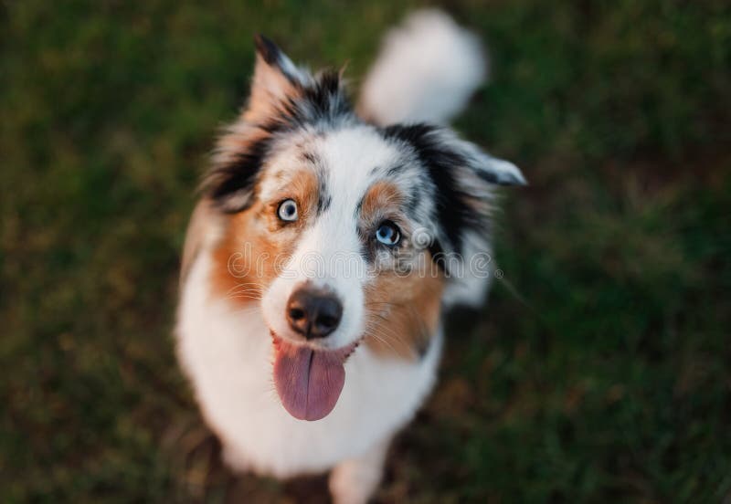 Funny and Happy Dog Muzzle, Australian Shepherd Stock Image Image of