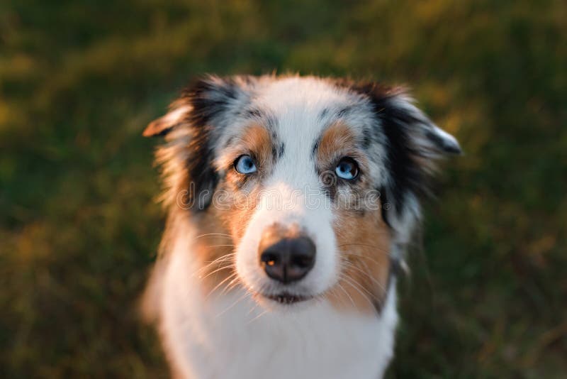 Funny and Happy Dog Muzzle, Australian Shepherd Stock Image Image of