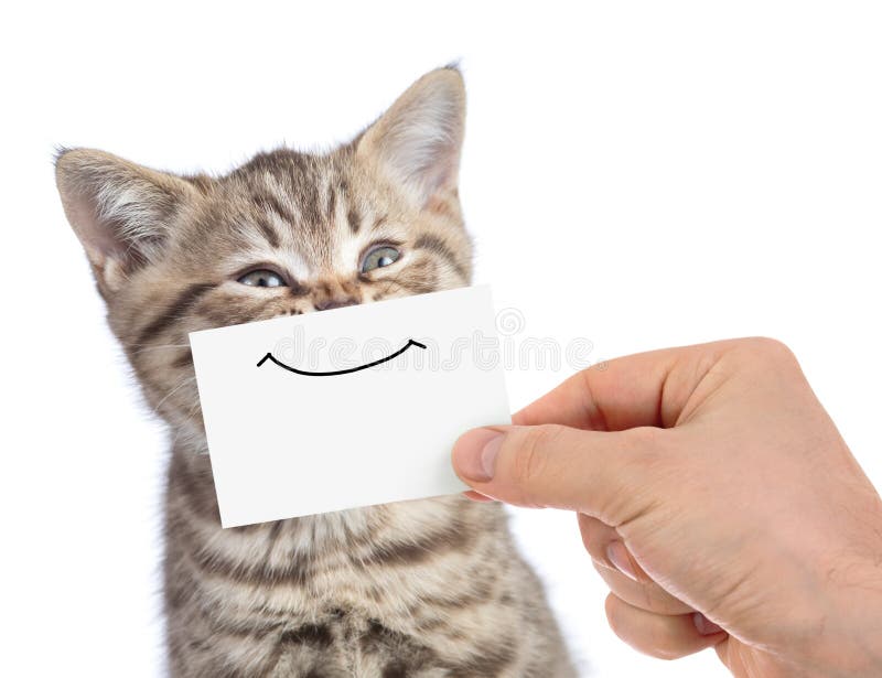 Portret amuzant de pisică tânără și veselă cu zâmbet pe carton izolat pe alb stock photography