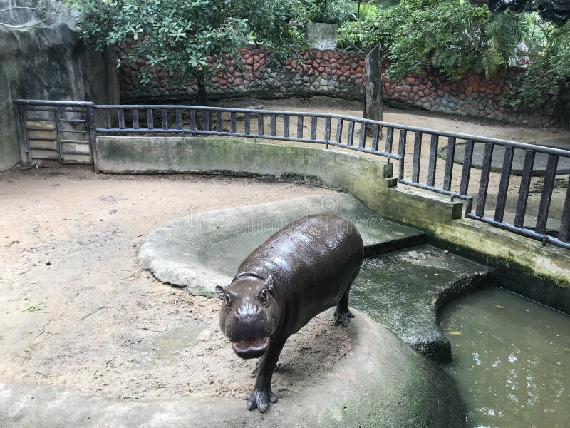 Funny Hippopotamus in Zoo of Thailand. Amazing Animals Stock Image - Image of texture, hippopotamus: 186535335 Funny Hippopotamus in Zoo of Thailand. Amazing Animals Stock Image - Image of texture, hippopotamus: 186535335