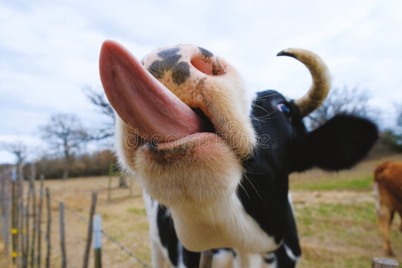 Cow sticking tongue out. 