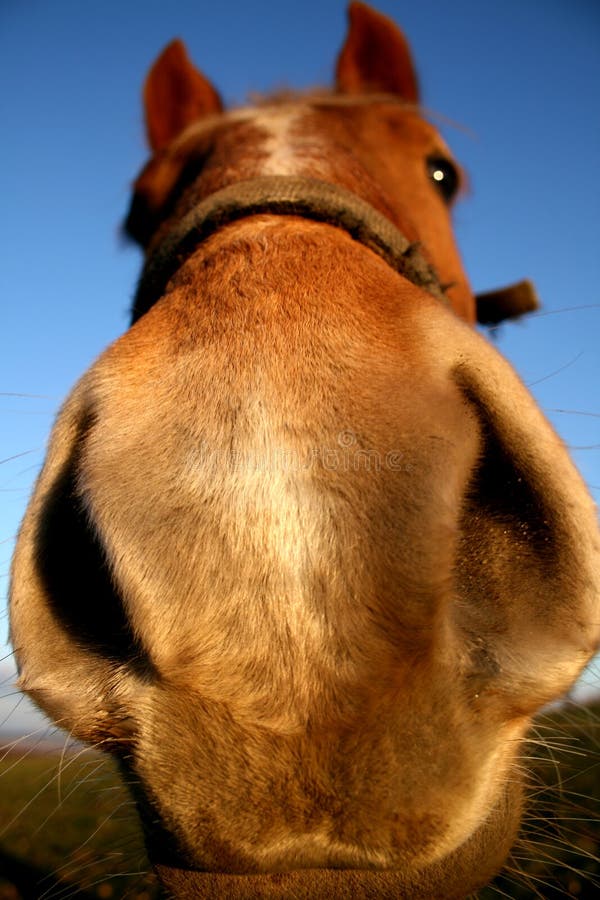 Funny horse stock photo. Image of close, funny, horse 4291324