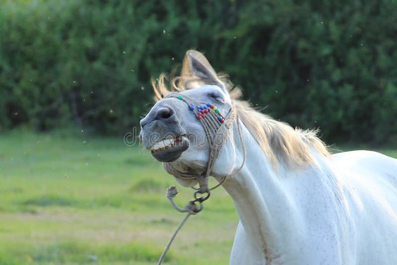 Funny horse. Animal theme, close up stock images Funny horse. Animal theme, close up stock images