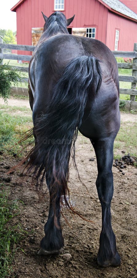 Éste tengo de mi viejo un jefe porque él él era caballos burro! ridículo de un caballo culata, trasero, o existencias.