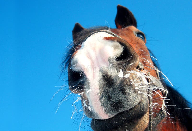 Funny horse closeup on blue background