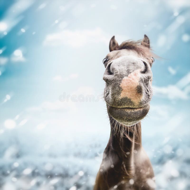5,494 Funny Horse Face Stock Photos Free & RoyaltyFree Stock Photos