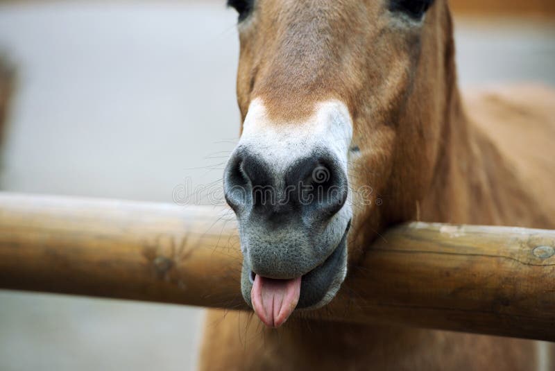 422 Funny Horse Head Smiling Stock Photos Free & RoyaltyFree Stock