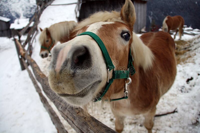 Funny Horse nose stock photo. Image of brown, carabiner 12397548