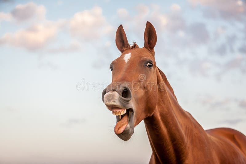 15,673 Funny Horse Stock Photos - Free & Royalty-Free Stock Photos from  Dreamstime