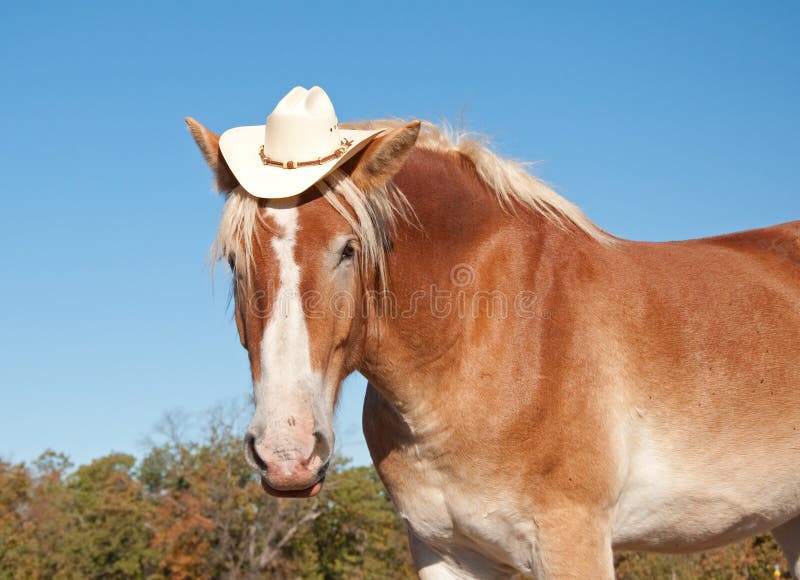 Blond Horse Colors - wide 2