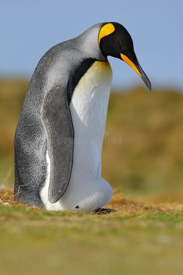 Funny image from nature, penguin in the grass. King penguin, Aptenodytes patagonicus sitting in grass with blue sky, Falkland Isla stock photo Funny image from nature, penguin in the grass. King penguin, Aptenodytes patagonicus sitting in grass with blue sky, Falkland Isla stock photo