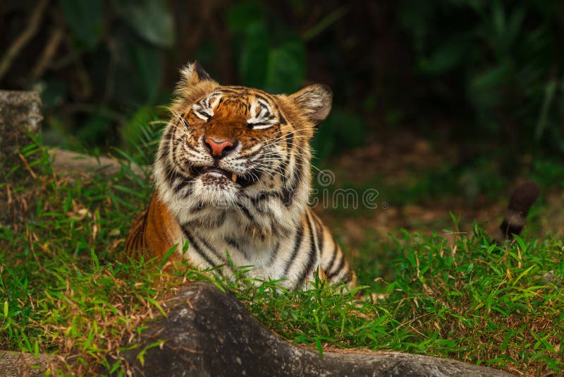 Funny tiger face stock image Funny tiger face stock image