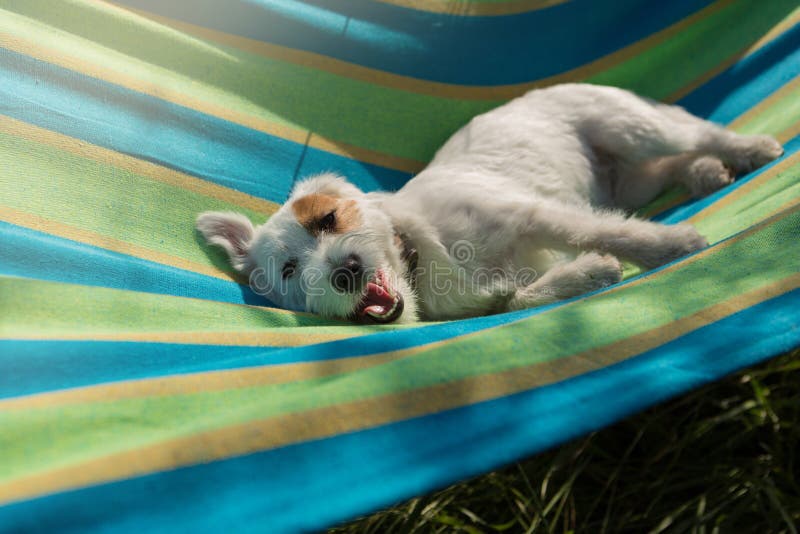 funny-jack-russell-terrier-puppy-lying-hammock-relaxing-funny-jack-russell-terrier-puppy-lying-hammock-relaxing-concept-220838916.jpg