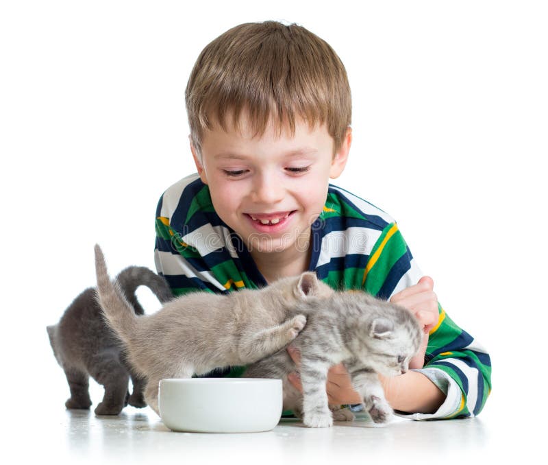Funny Kid Boy Feeding Attractive Cats Kittens Stock Image Image of