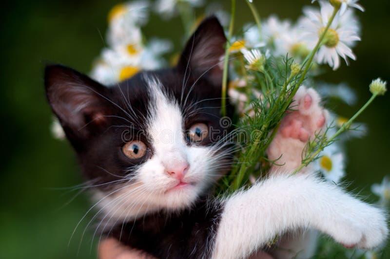 Funny Kitten with Bouquet of Daisies Stock Image Image of pretty
