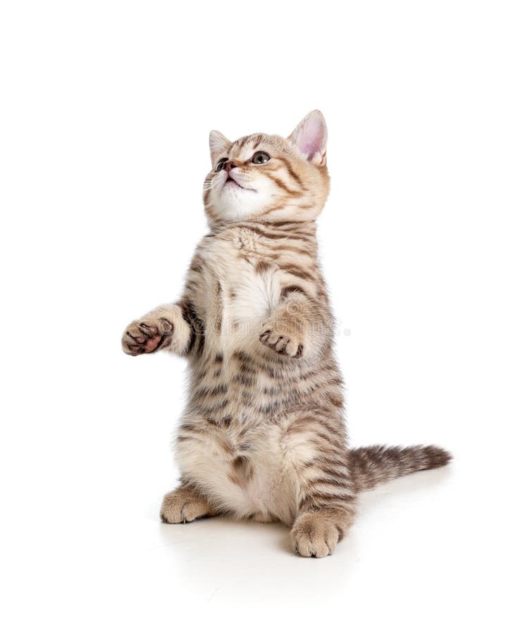 Funny Kitten Standing  On Hind Legs Stock Photo Image of 