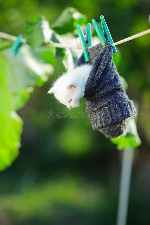 Funny kitty. Small funny white kitten outdoor in the garden stock photography Funny kitty. Small funny white kitten outdoor in the garden stock photography
