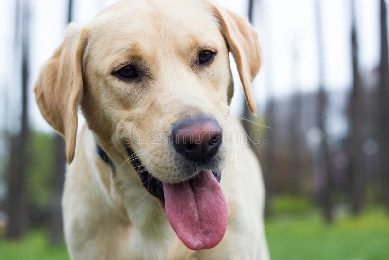 Funny Labrador dog stock image. Image of beautiful, domestic 64133423