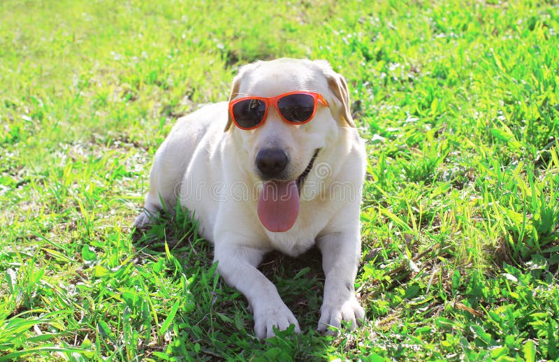 26,653 Funny Labrador Stock Photos - Free & Royalty-Free Stock Photos from Dreamstime 26,653 Funny Labrador Stock Photos - Free & Royalty-Free Stock Photos from Dreamstime