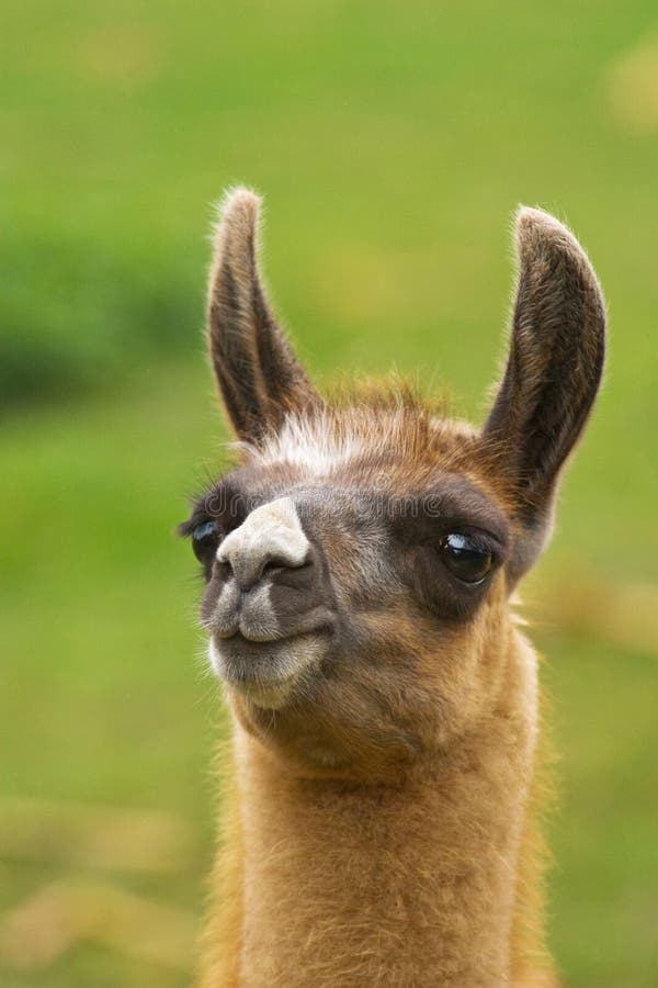 Funny lama stock photo. Image of funny, animal, domestic - 7741372 Funny lama stock photo. Image of funny, animal, domestic - 7741372