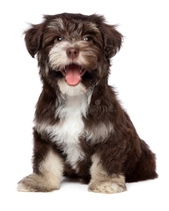 Ridicolo sorridente cioccolato colorato parete il cane è un, isolato su sfondo bianco.